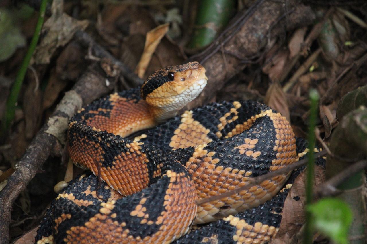 Cobra que gosta de fogo? Conheça espécie rara que vive no Ceará e